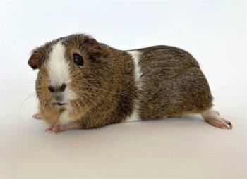 Rescue Guinea Pig Guinea Pigs for Adoption in Brentwood, Missouri - PEANUT | PetCurious